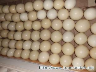 衡陽鴕鳥養(yǎng)殖場/邵陽鴕鳥養(yǎng)殖場/常德鴕鳥養(yǎng)殖場_農(nóng)副產(chǎn)品_世界工廠網(wǎng)